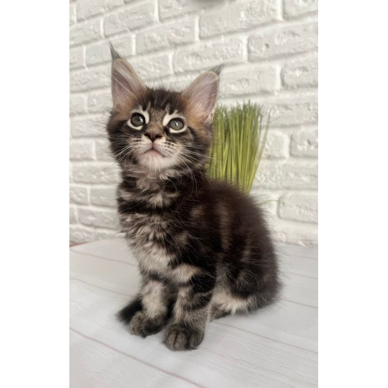 Maine Coon Jade