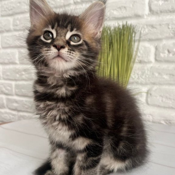 Maine Coon Jade