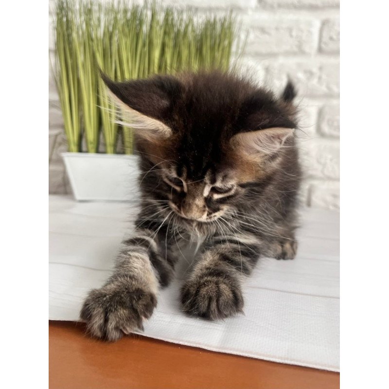 Maine Coon Jade