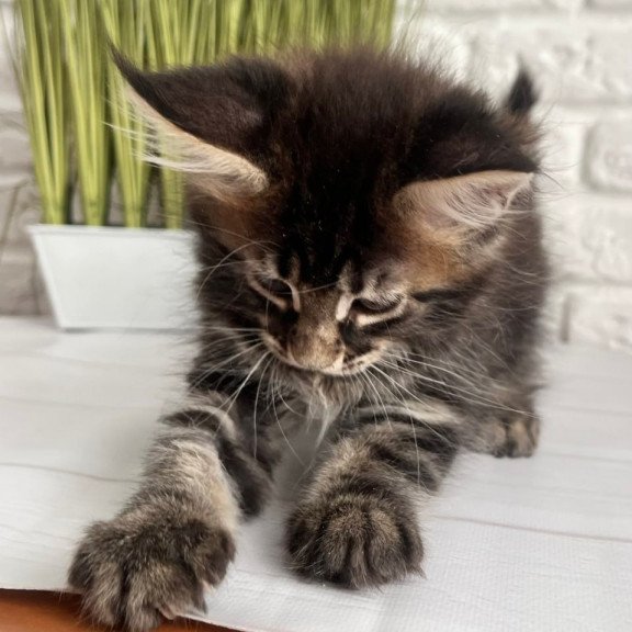 Maine Coon Jade