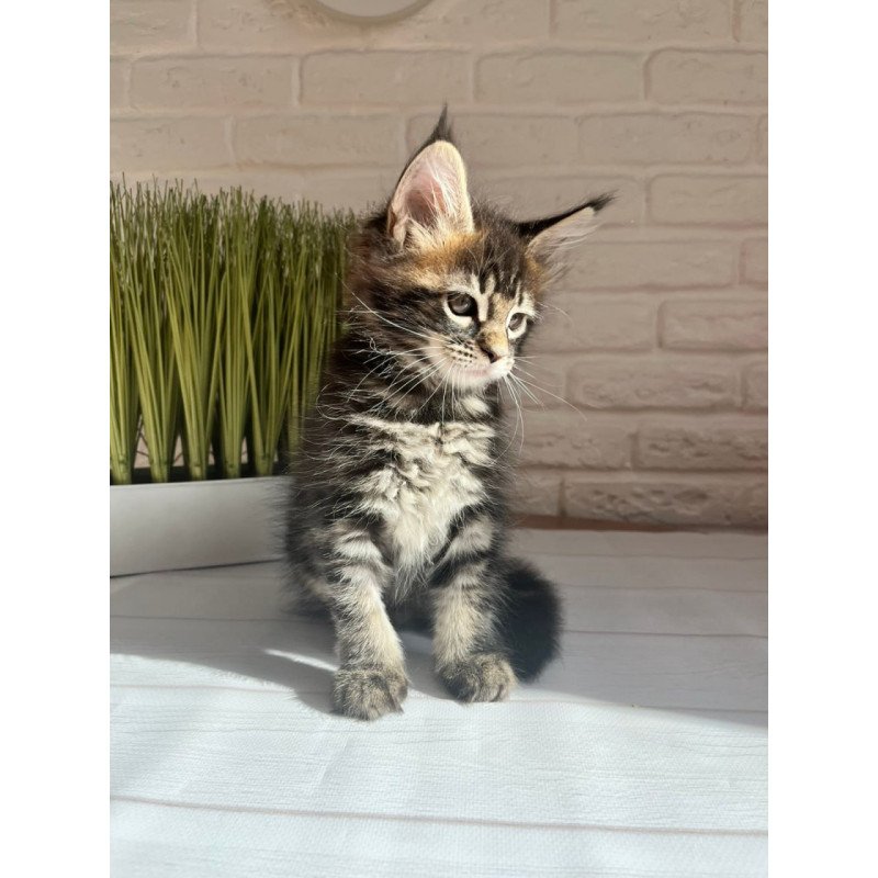 Maine Coon Jade