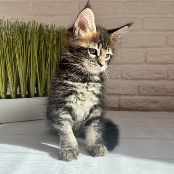 Maine Coon Jade