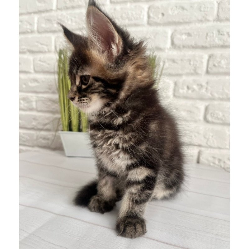 Maine Coon Jade