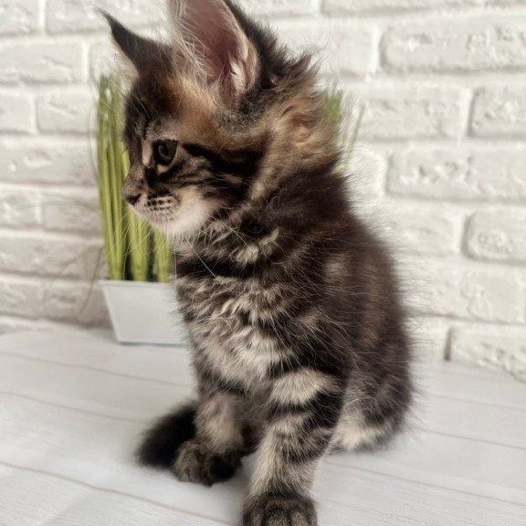Maine Coon Jade