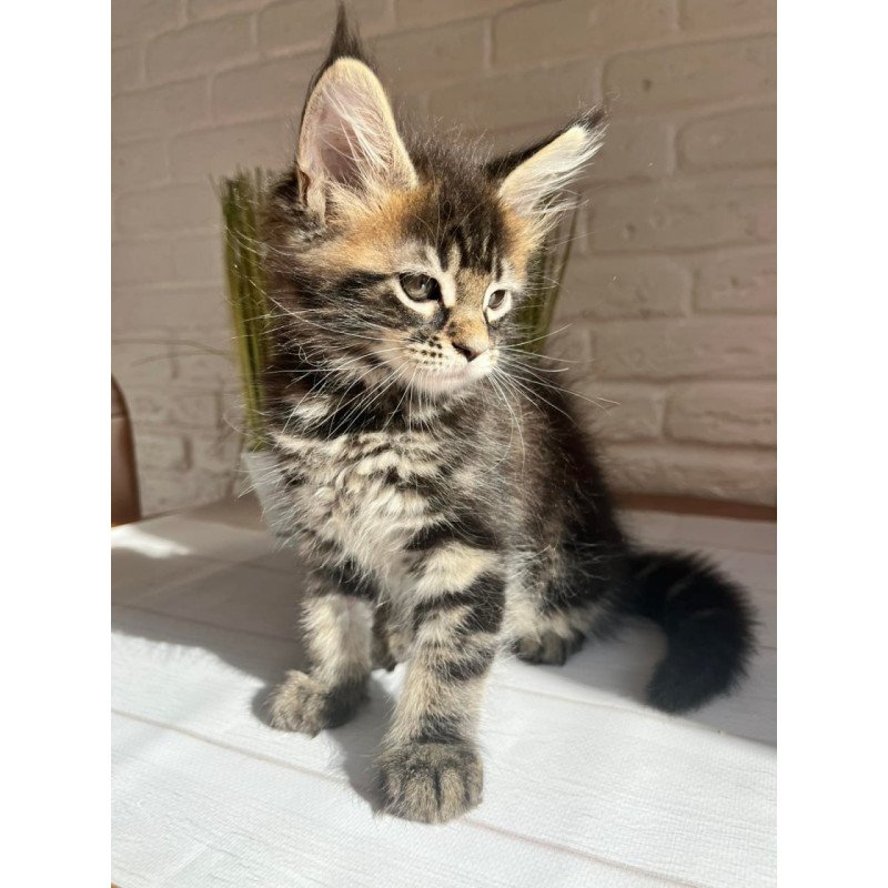 Maine Coon Jade