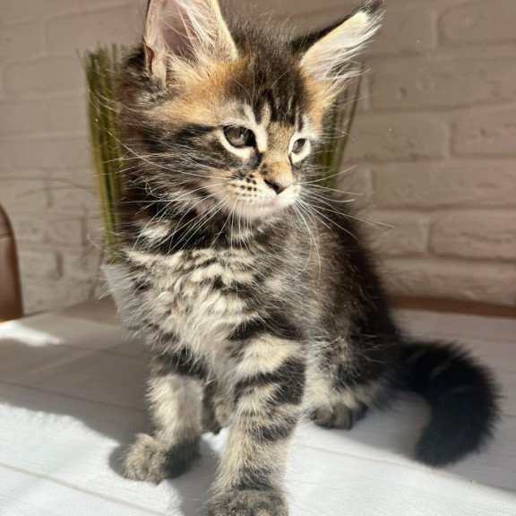Maine Coon Jade