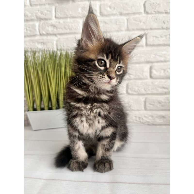 Maine Coon Jade