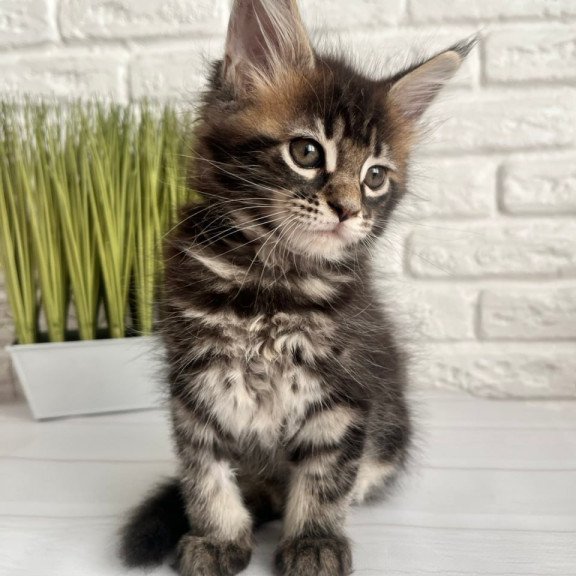 Maine Coon Jade