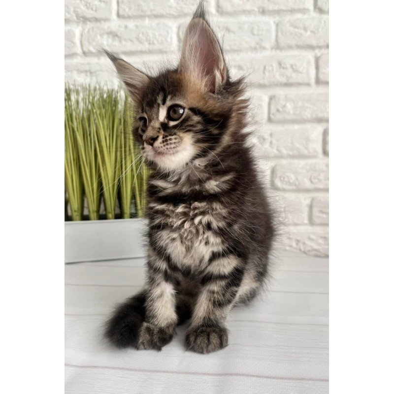 Maine Coon Jade