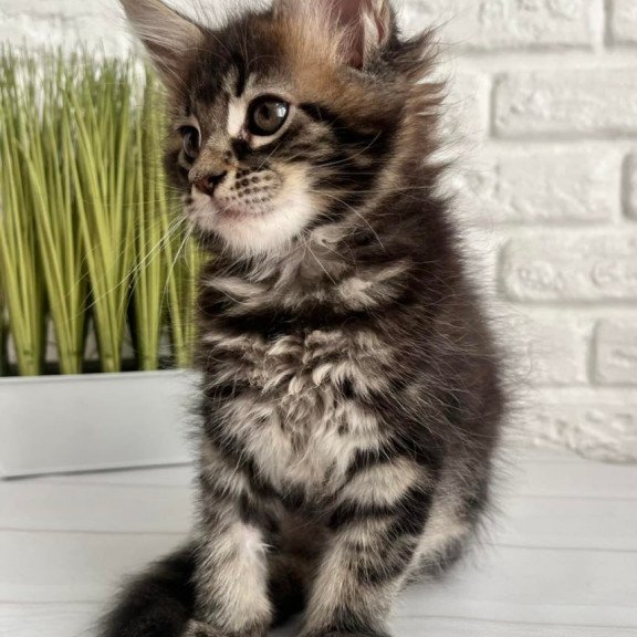 Maine Coon Jade