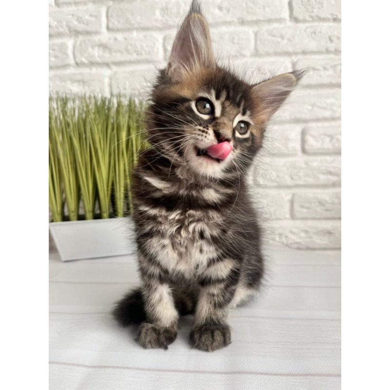 Maine Coon Jade