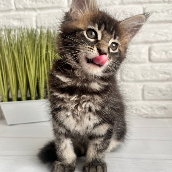 Maine Coon Jade