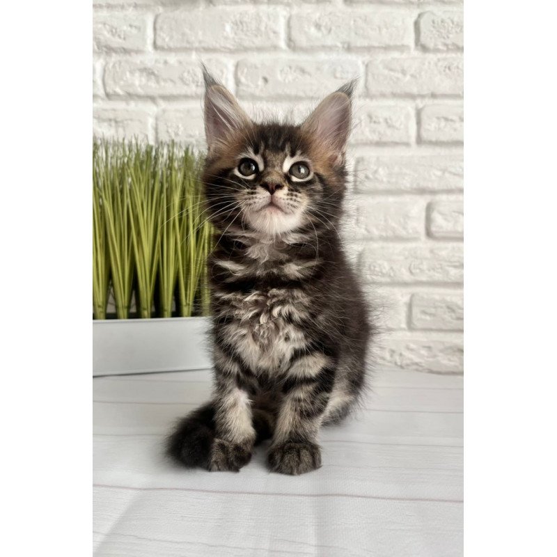 Maine Coon Jade