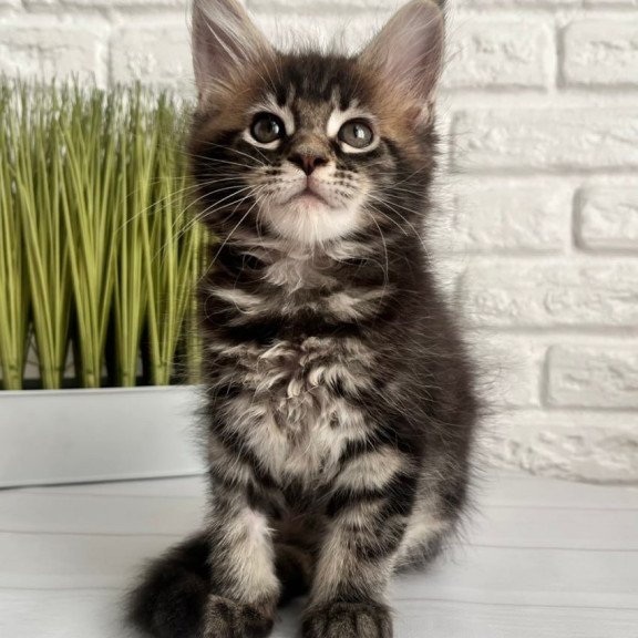 Maine Coon Jade