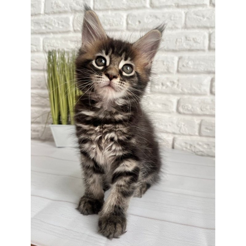 Maine Coon Jade