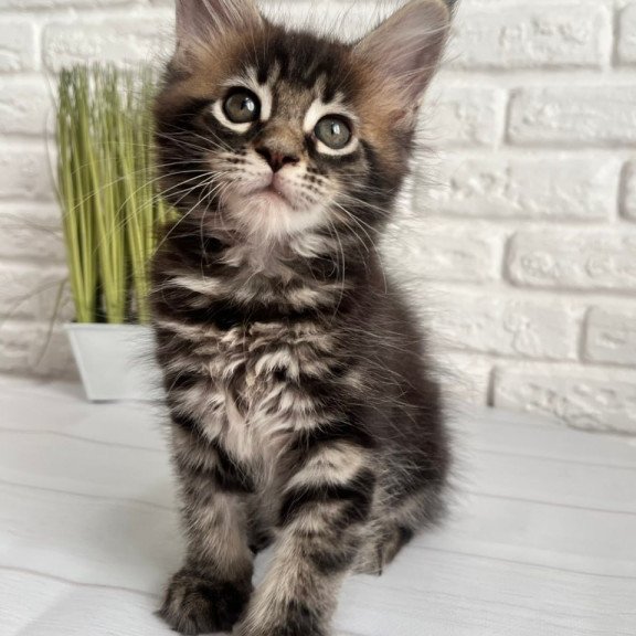 Maine Coon Jade