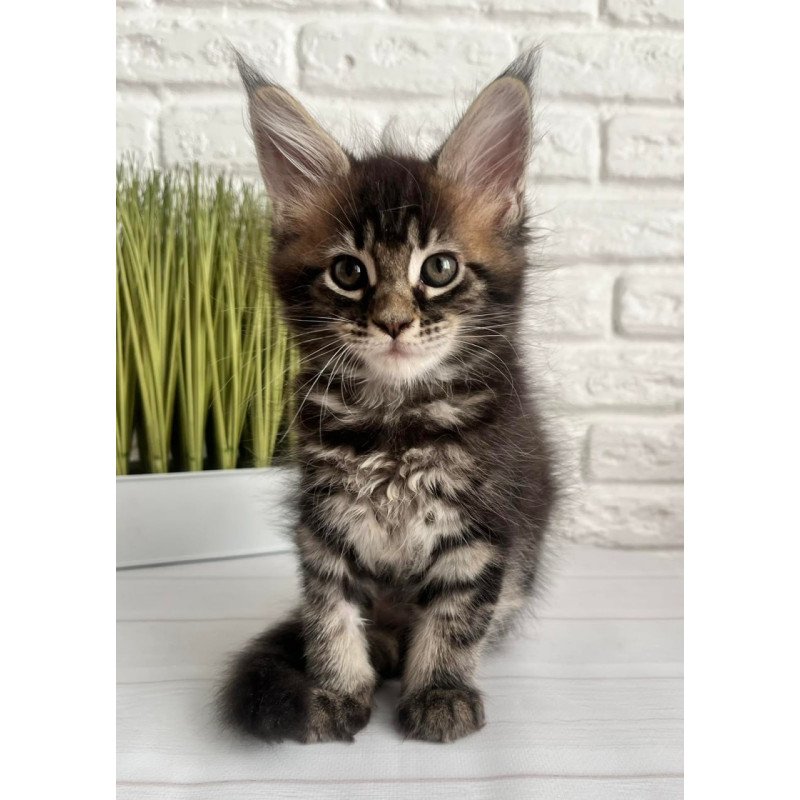 Maine Coon Jade