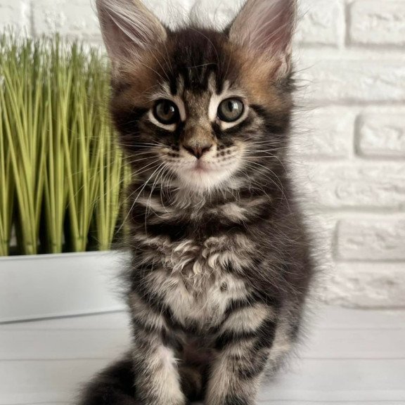 Maine Coon Jade