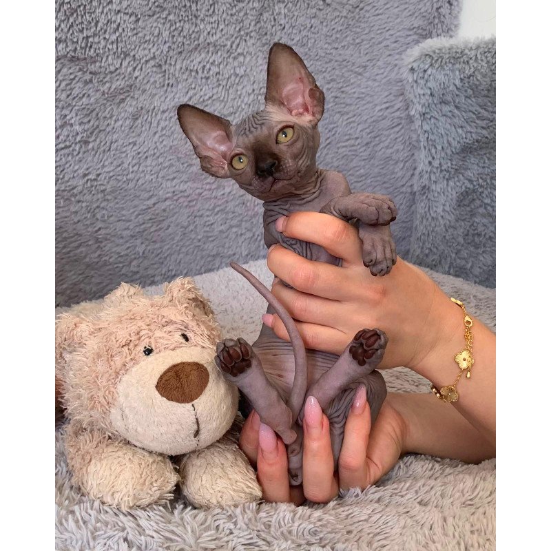 Sphynx Arlington kitten is in USA