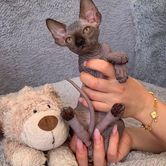 Sphynx Arlington kitten is in USA