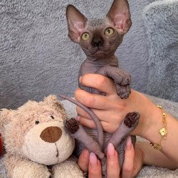 Sphynx Arlington kitten is...