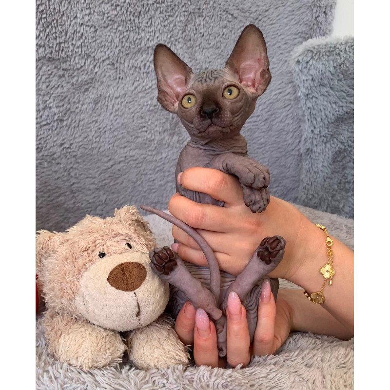 Sphynx Arlington kitten is in USA