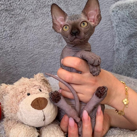 Sphynx Arlington kitten is in USA