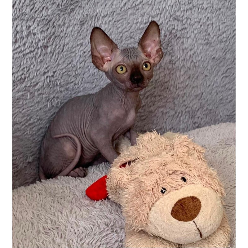 Sphynx Arlington kitten is in USA