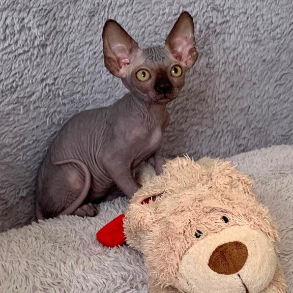Sphynx Arlington kitten is in USA