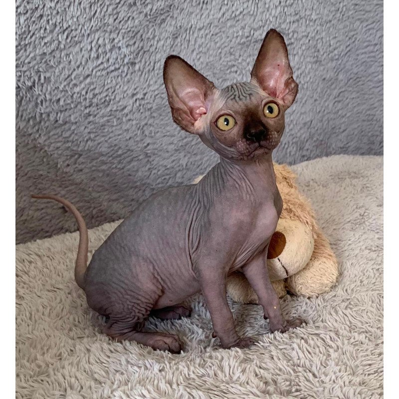 Sphynx Arlington kitten is in USA