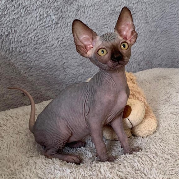 Sphynx Arlington kitten is in USA