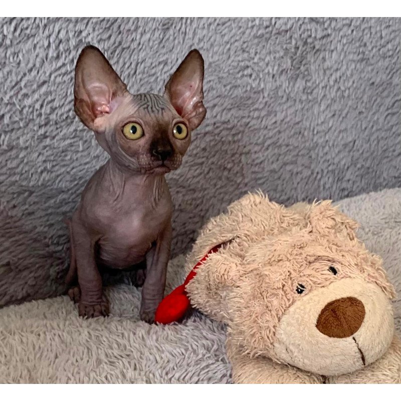 Sphynx Arlington kitten is in USA