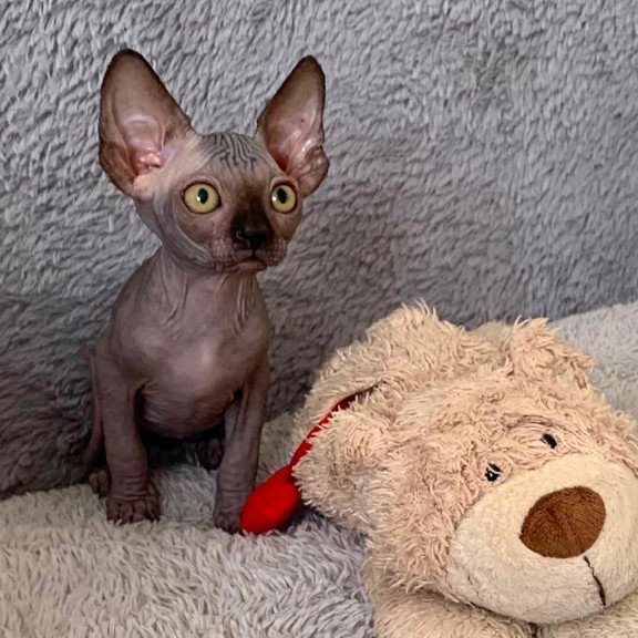 Sphynx Arlington kitten is in USA