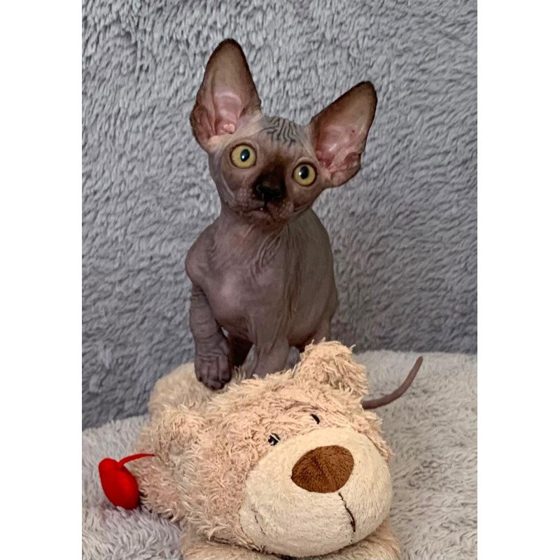 Sphynx Arlington kitten is in USA