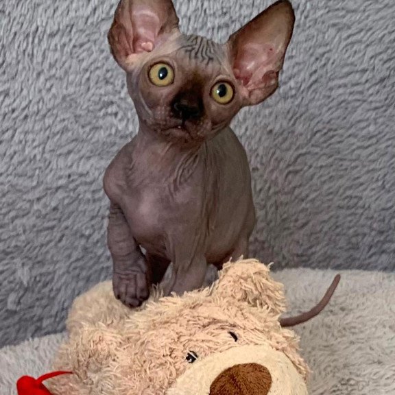 Sphynx Arlington kitten is in USA
