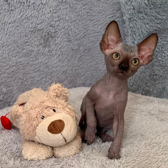 Sphynx Arlington kitten is in USA