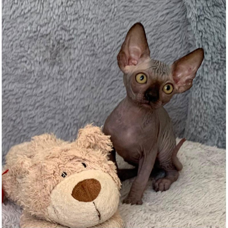 Sphynx Arlington kitten is in USA