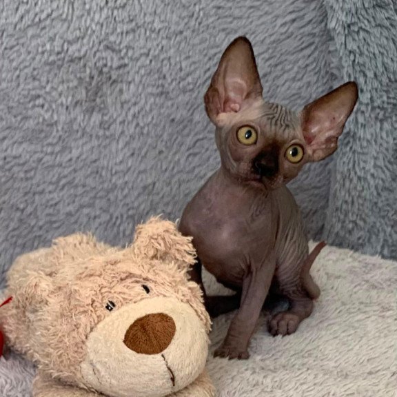 Sphynx Arlington kitten is in USA