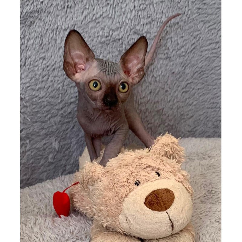 Sphynx Arlington kitten is in USA