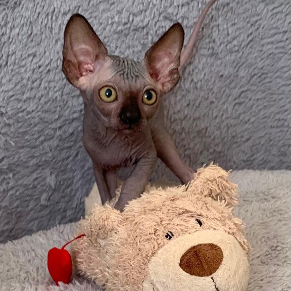 Sphynx Arlington kitten is in USA