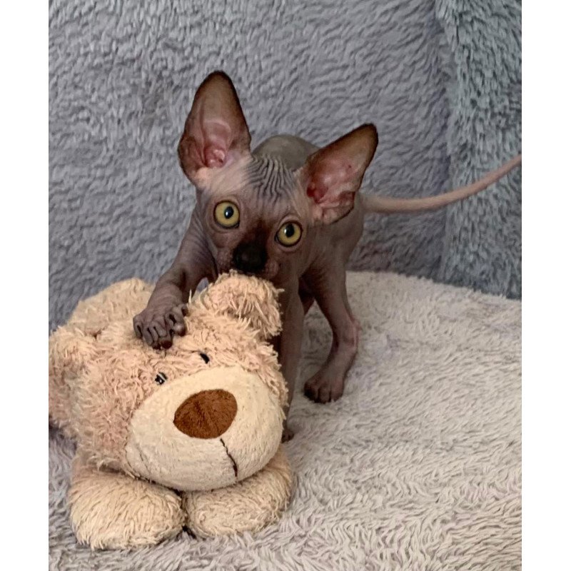 Sphynx Arlington kitten is in USA