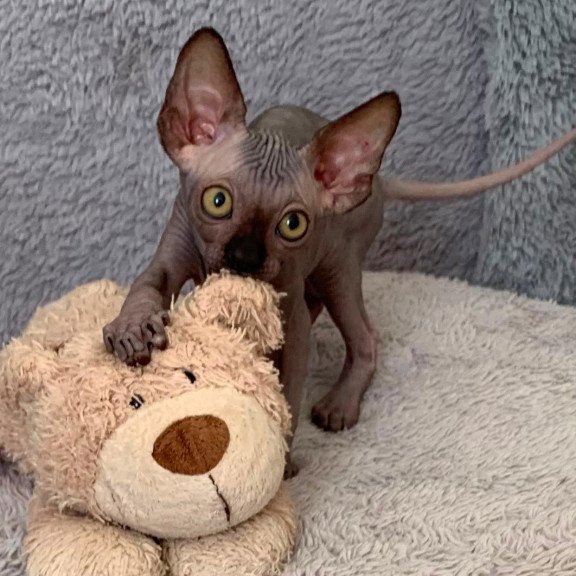 Sphynx Arlington kitten is in USA
