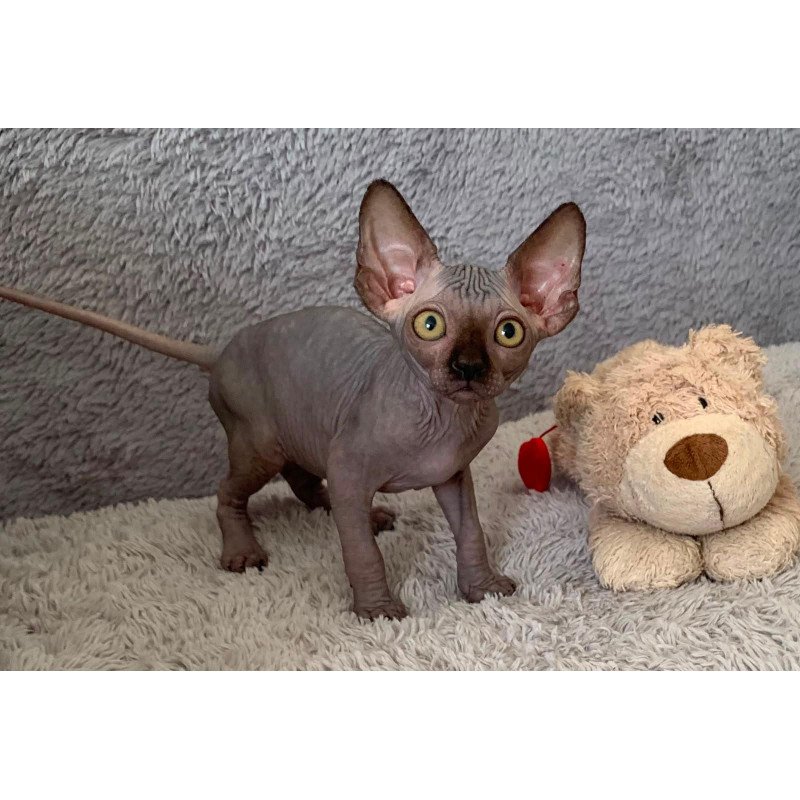 Sphynx Arlington kitten is in USA