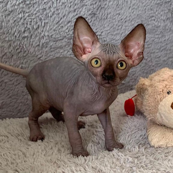 Sphynx Arlington kitten is in USA