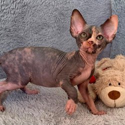 Sphynx Paris kitten is in USA