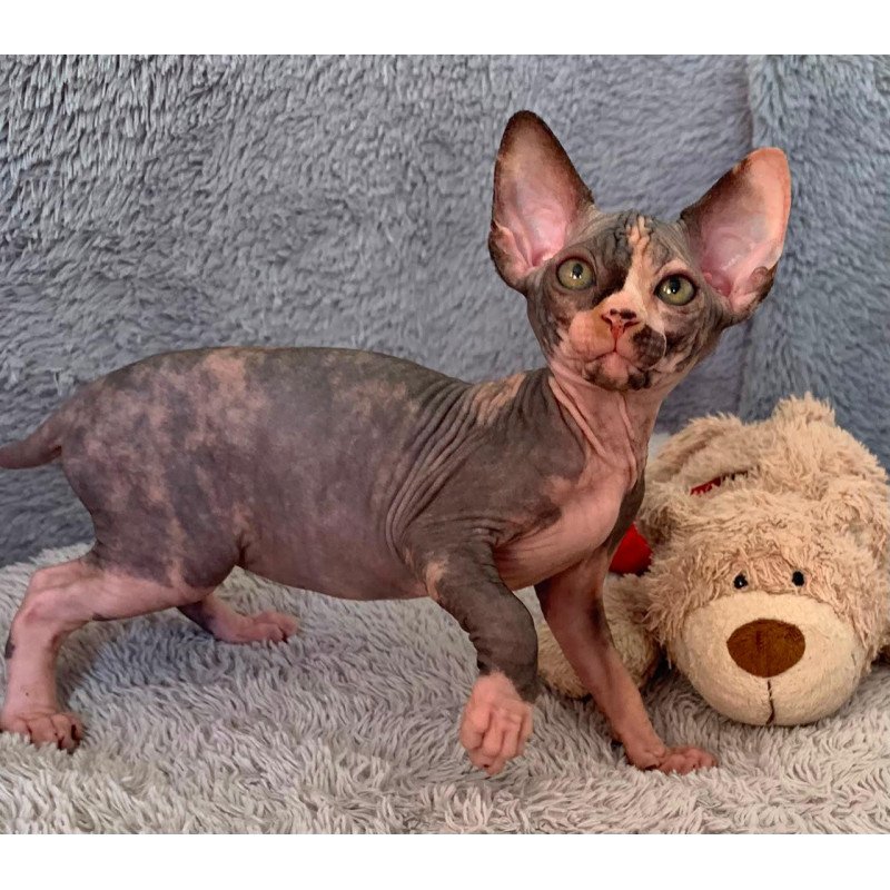 Sphynx Paris kitten is in USA