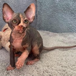 Sphynx Paris kitten is in USA