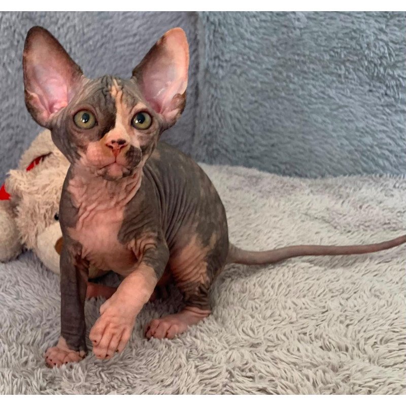 Sphynx Paris kitten is in USA