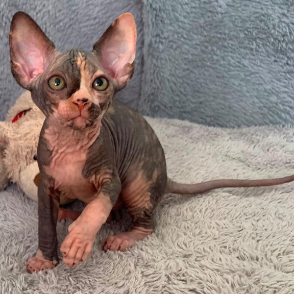 Sphynx Paris kitten is in USA