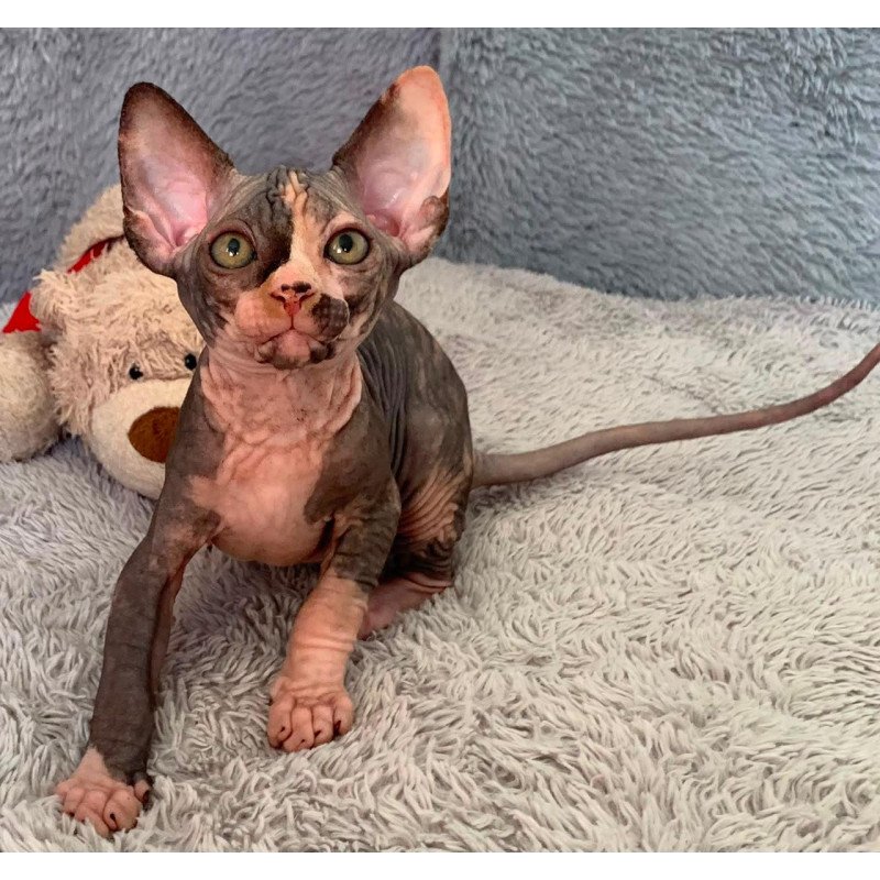 Sphynx Paris kitten is in USA